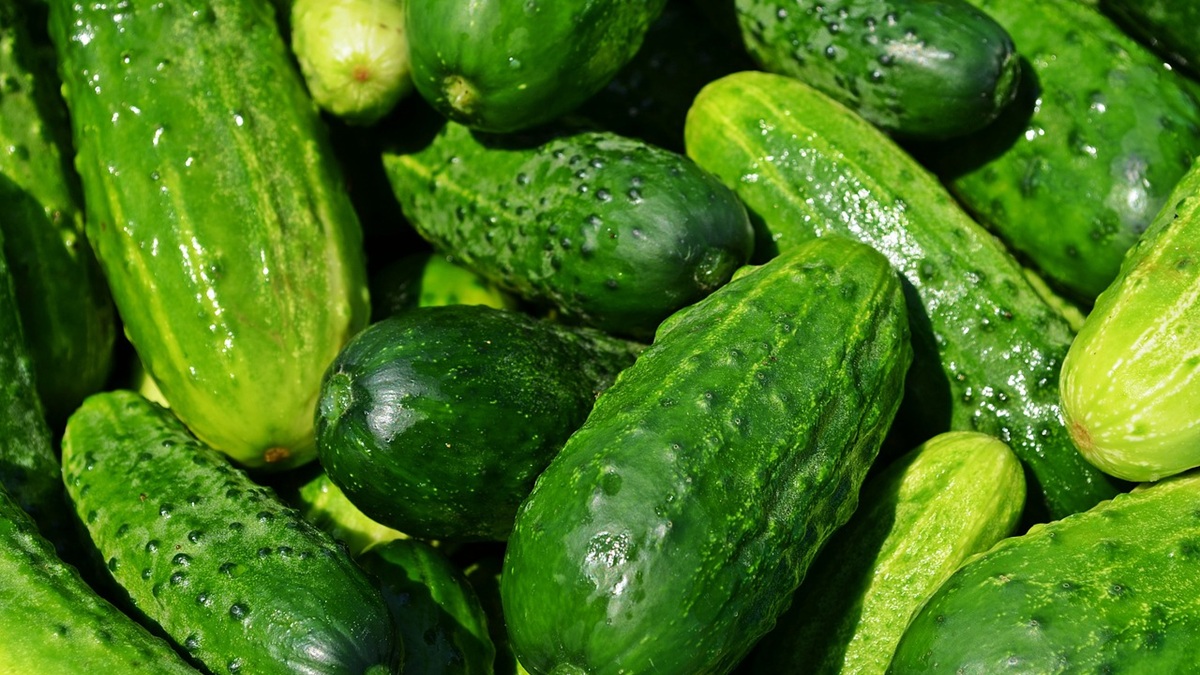 Mejora de tiempos  en la confección de pepinos.jpg